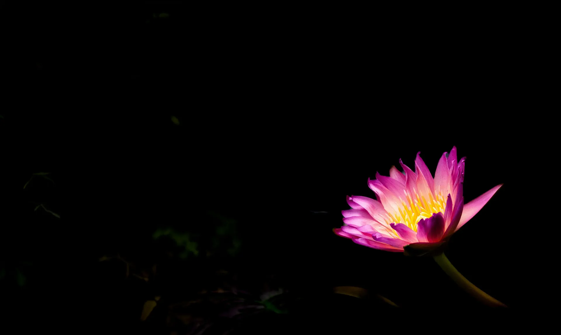 Lotus flowers at dusk — Spectrum Counseling dark theme
