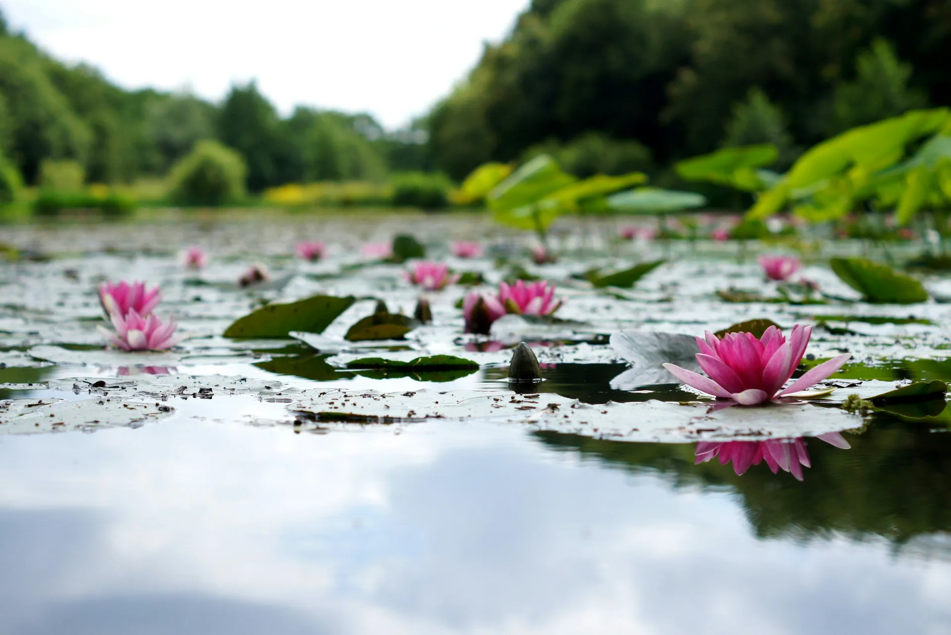 Serene water lily pond — Spectrum Counseling Gilbert AZ therapy practice